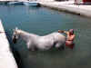 cheval_zakinthos.jpg (73693 bytes)