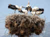 cigogne5.jpg (98335 bytes)