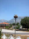 cigognes_nid.jpg (77732 bytes)