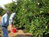 orange_trees_2003.jpg (177293 bytes)