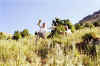 Montagne 1998.jpg (128947 bytes)